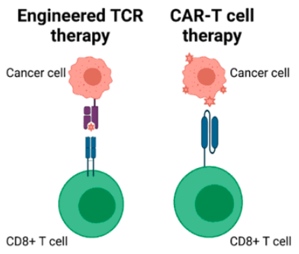 TCR-T와 CAR-T의 개념 차이