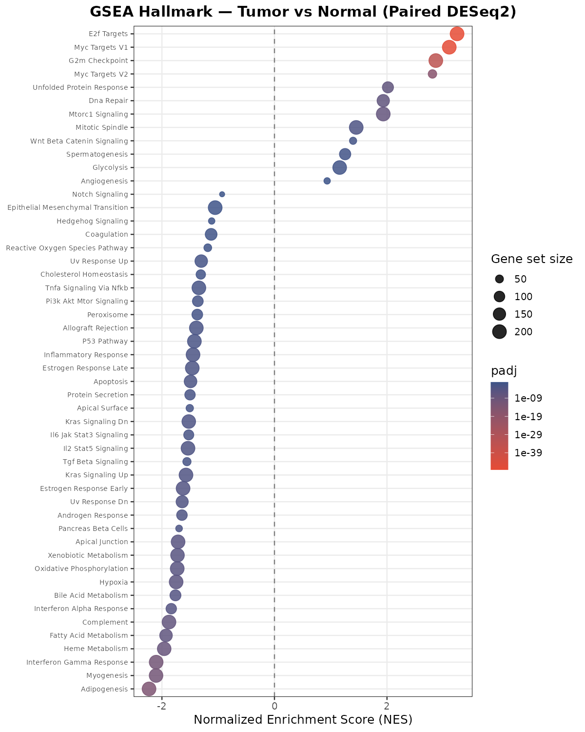 GSE251845 Hallmark GSEA dot plot 예시. E2F targets와 MYC targets는 양의 NES, fatty acid metabolism과 interferon gamma response는 음의 NES를 보인다.